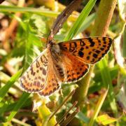 Melitaea didyma