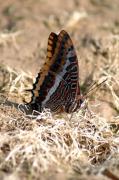 Papallona de l'arboç. El Bajá o Cuatro colas (Charaxes jasius)