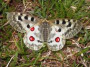 Apolo 1 (Parnassius apollo)