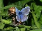 Polyommatus icarus