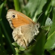 Coenonympha pamphilus