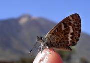 Papallona del Teide