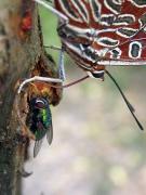 Papallona de l'arboç (Charaxes jasius)