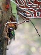 Papallona de l'arboç (Charaxes jasius)