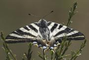 Papallona zebrada (Iphiclides feisthamelii)