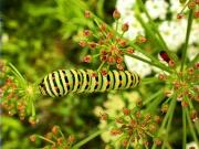 Eruga papilio machaon