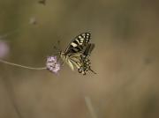 Papilio machaon