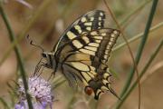 Papilio macaon