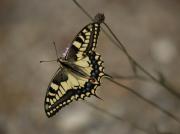 Papilio machaon