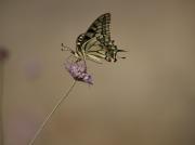 Papilio machaon