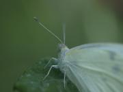 Pieris rapae