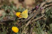 Colias crocea