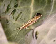 Plutella xylostella