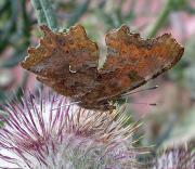 Polygonia c-album tancada