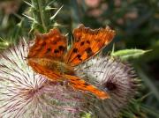 Polygonia c-album