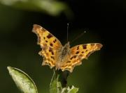 Polygonia c-album