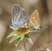 Polyommatus icarus