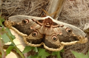 Gran Paó de nit (Saturnia Pyri)