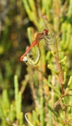 Sympetrum fonscolombii