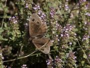 Satyrus actaea