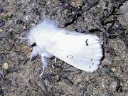 Spilosoma urtica