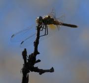 Sympetrum fonscolombii