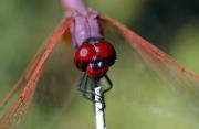 Cavall de bruixa. Sympetrum sanguineum