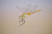 Sympetrum fonscolombei