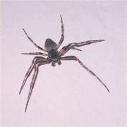 Philodromus aureolus ?