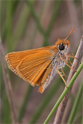 Thymelicus acteon