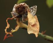 Trepant dels geranis (Cacyreus marshalli)