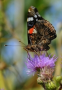 Papallona de la Reina (Vanessa atalanta)