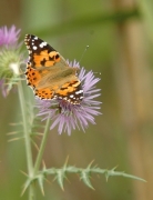 Vanessa (Cynthia) cardui