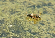 Vespa "aquàtica" Polistes gallicus