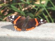 Vanessa atalanta