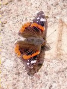 Vanessa atalanta