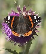 Vanessa atalanta