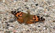 Vanessa cardui