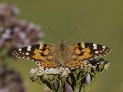 Vanessa cardui