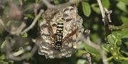 Vespa paperera (Polistes dominulus) i rusc