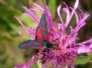 Zygaena trifolii