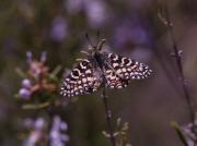 Zerynthia rumina