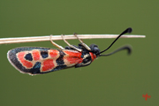 Zygaena fausta