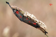 Zygaena sarpedon - 3