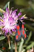 Zygaena sarpedon - 1