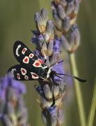 Zygaena (Agrumenia)