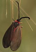 Zygaena infausta