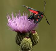 Zygaena trifoli