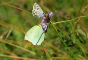 Plebejus Trappi.