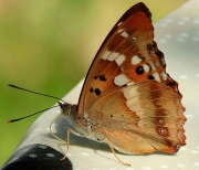 Tornassolada gran  (Apatura iris).